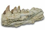 Mosasaur (Prognathodon) Jaw with Five Teeth - Morocco #276704-1